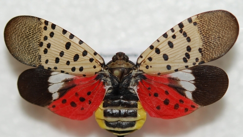 Spotted Lanternfly adult