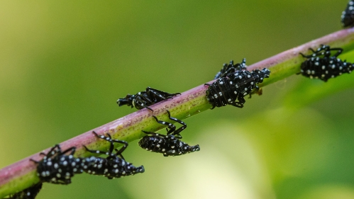 3rd-instar stage (June-July) of spotted lanternfly (Lycorma delicatula)