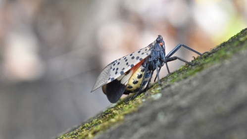 Spotted Lanternfly on tree trunk