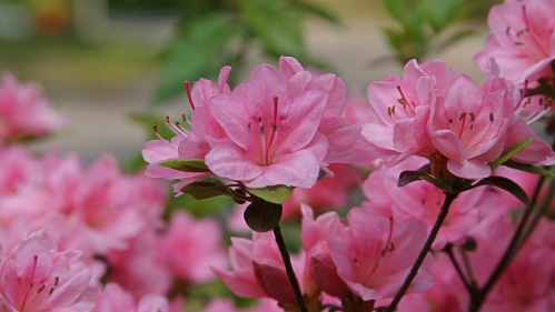 Pink Azaleas.