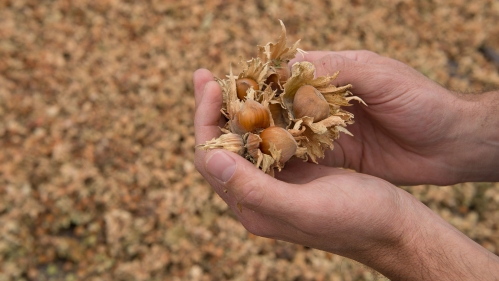 Hands holding hazelnuts.