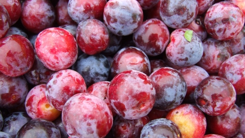 Beach plum closeup.