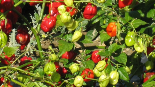 Habanero peppers.
