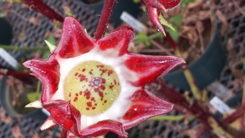Roselle blossoms