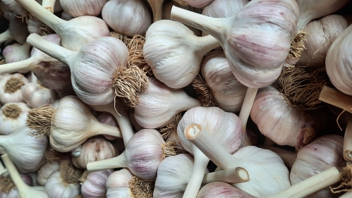 Garlic bulbs.