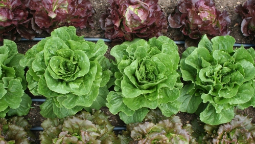 Rows of lettuce.