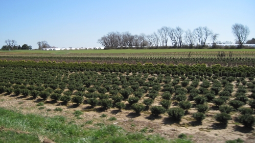 Nursery field.