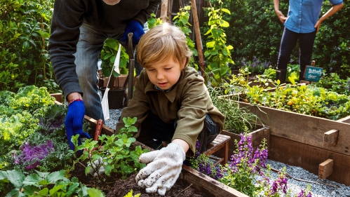 Family planting vegetable in backyard garden 