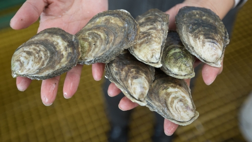 Hands holding oysters.