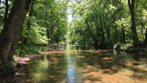 Stream flowing through a forest.