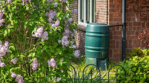 Rain barrel in a garden.