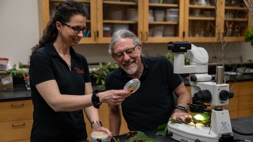 Examining plant diagnosis sample.