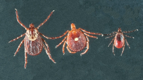 Blacklegged (deer) tick, (Ixodes scapularis, right), lone star tick (Amblyomma americanum, center) and American dog tick (Dermacentor variabilis, left)