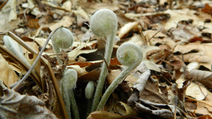 emerging Fern fiddleheads