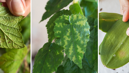 3 different types of leaves with various ailments, ranging from pets, disease, and such are presented for view.