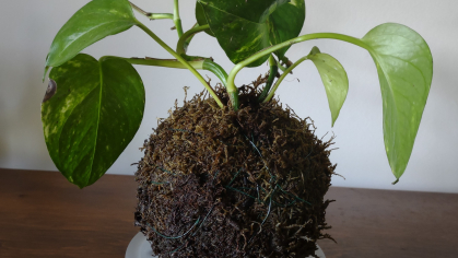 A Kokedama displayed on a table top