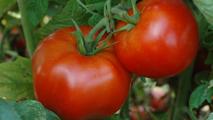 Ramapo tomatoes 