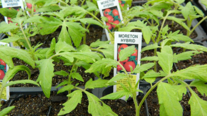 Seed starts Moreton tomatoes