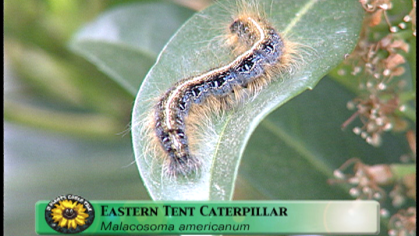 tent caterpillar 