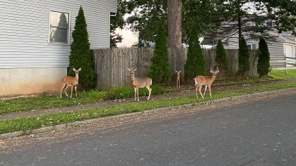 Deer on sidewalk of suburban street.