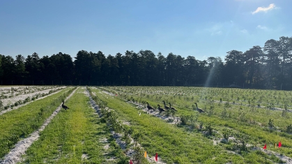 Canada geese in cover crops