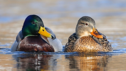 A pair of mallard ducks male and female in a mating robe.