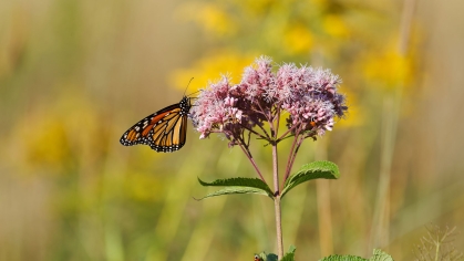 Monarch butterfly on a Joe-Pyed weed 