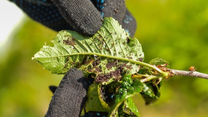 Colony of black aphids on a cherry tree.