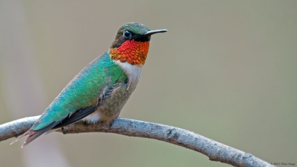 A male ruby-throated hummingbird.