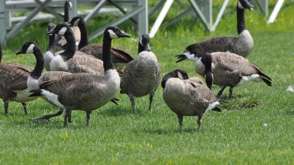 Canada Geese