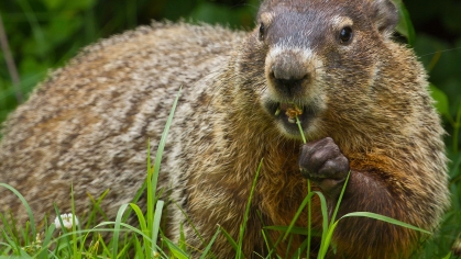 Groundhog.