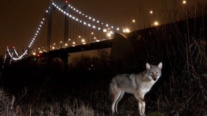 Coyote seen in the Bronx, New York