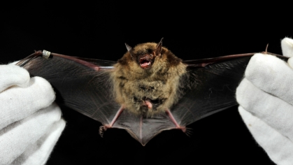 Anatomy of a bat, depicting the hand and forearm structure. 