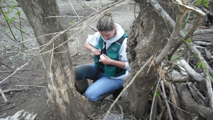 Canada Goose eggs being punctured to prevent maturation