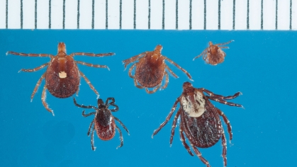 Lone star ticks compared with blacklegged deer tick and American dog tick