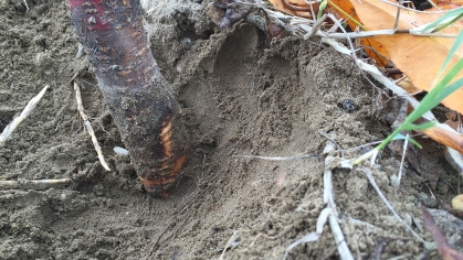 Soil removed around the base of a peach tree showing vole injury and gnawing marks.