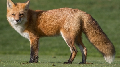 Red fox with typical coloration