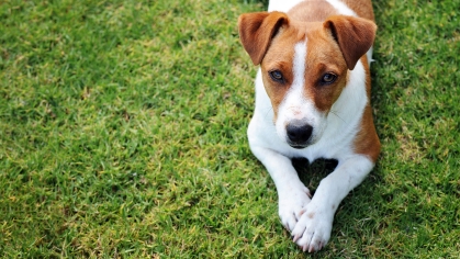 Brown and white dog lying on the grass.