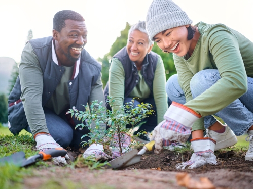 3 people plant a tree.