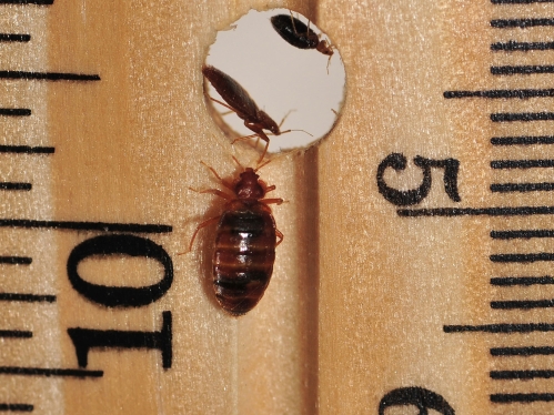 Bed bugs on a ruler, showing sizes.