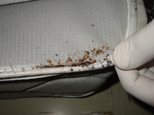 Bed Bugs on a mattress corner.