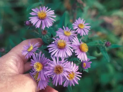 Aster Flowers