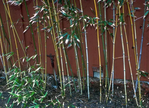 Bamboo Grass