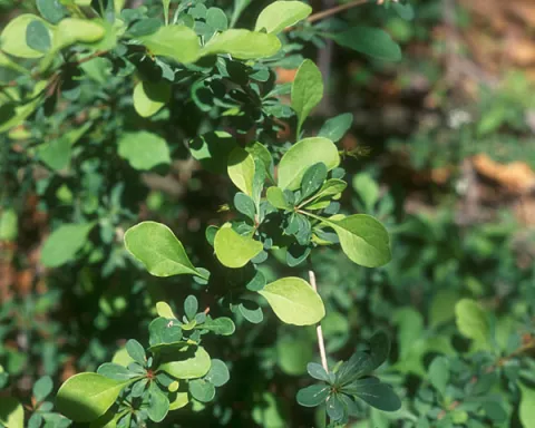 Barberry