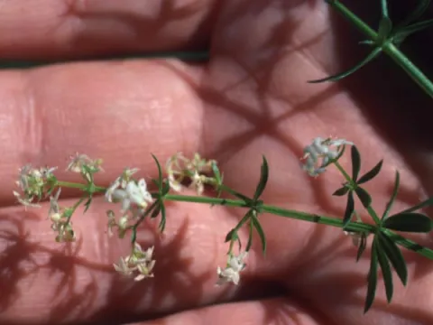 Bedstraw Flower