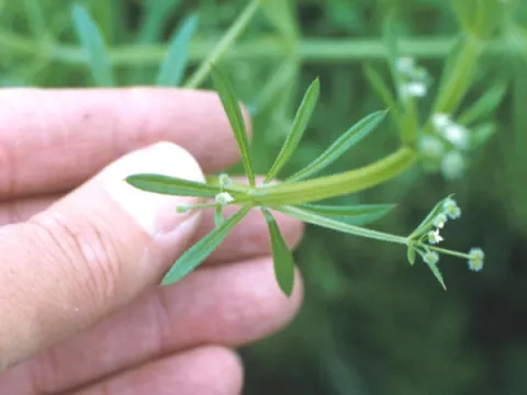 Bedstraw