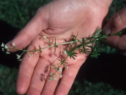 Bedstraw in Flower