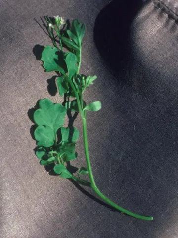 Bittercress Foliage and Flower