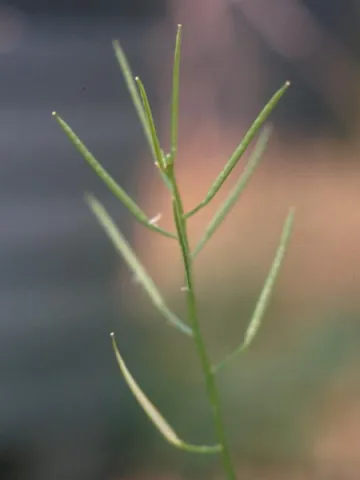 Bittercress Seed Capsule