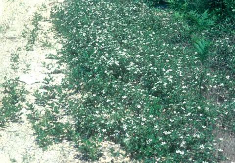Brambles